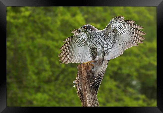  Goshawk finding its balance on a wooden post Framed Print by Ian Duffield