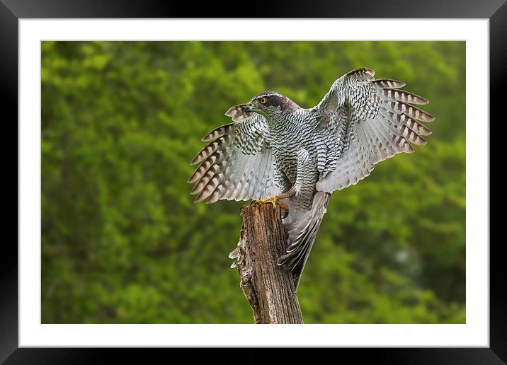  Goshawk finding its balance on a wooden post Framed Mounted Print by Ian Duffield