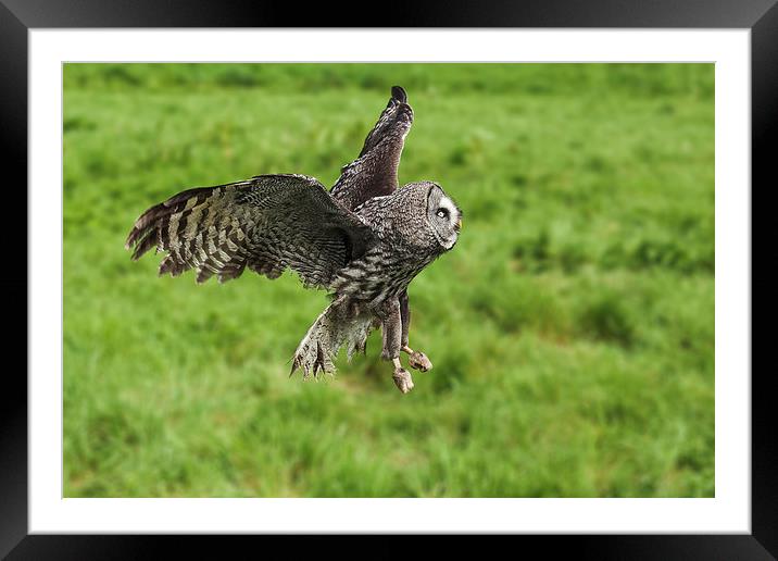 Great grey owl in flight  Framed Mounted Print by Ian Duffield