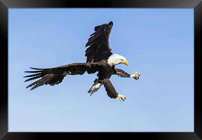  Bald eagle ripping through the sky Framed Print by Ian Duffield