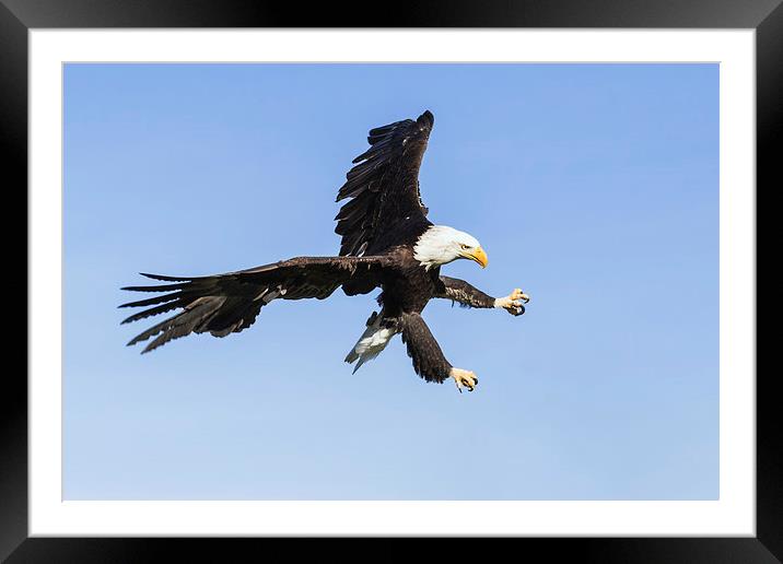  Bald eagle ripping through the sky Framed Mounted Print by Ian Duffield