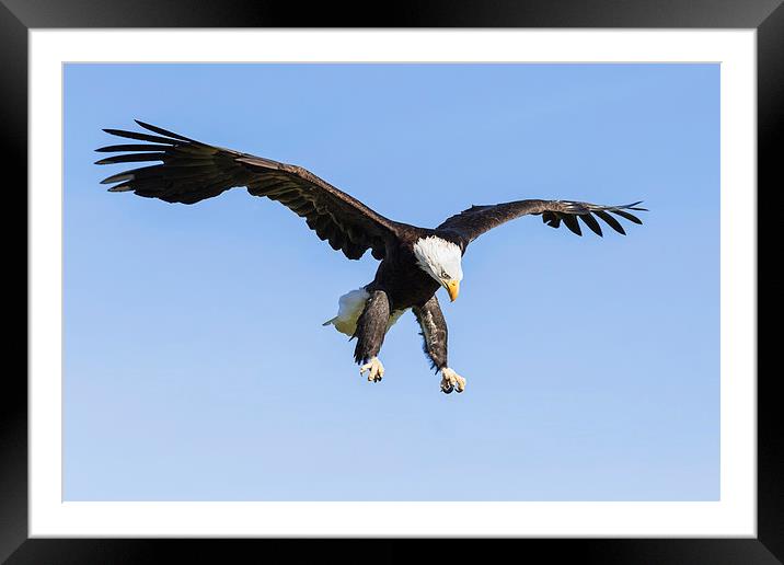 Bald Eagle about to pounce  Framed Mounted Print by Ian Duffield
