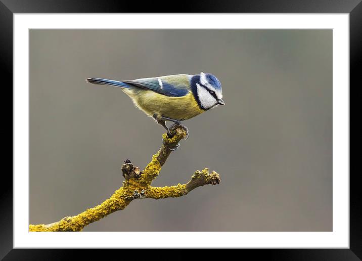  Blue tit about to fly Framed Mounted Print by Ian Duffield