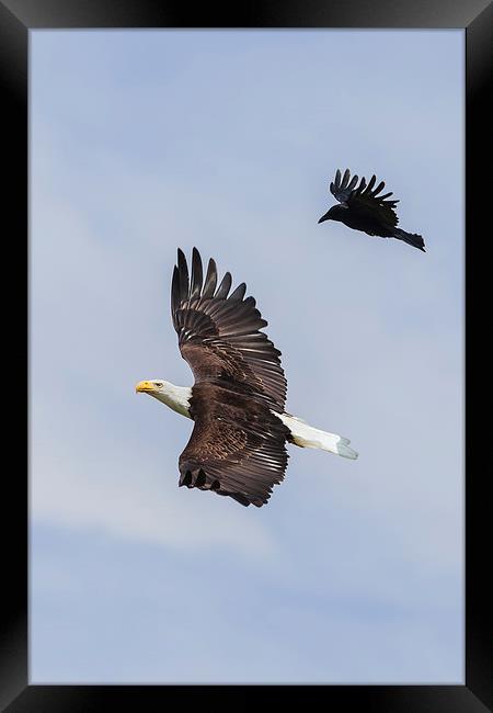  Bald Eagle flanked by a Carrion Crow Framed Print by Ian Duffield