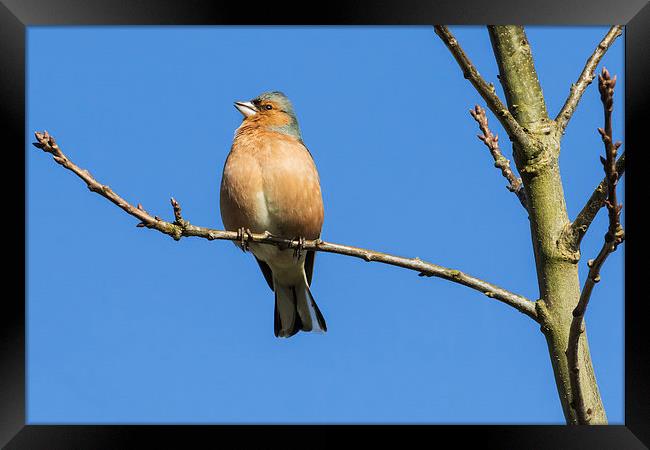 Male chaffinch singing heartily in the sunshine Framed Print by Ian Duffield