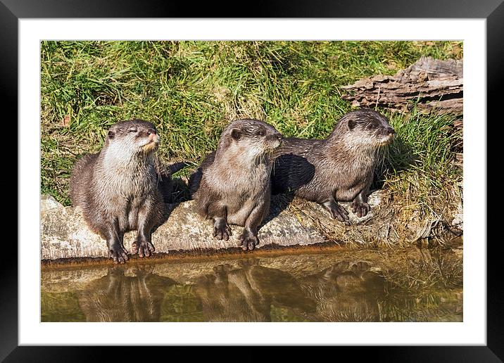  Three little otters sitting in a row Framed Mounted Print by Ian Duffield