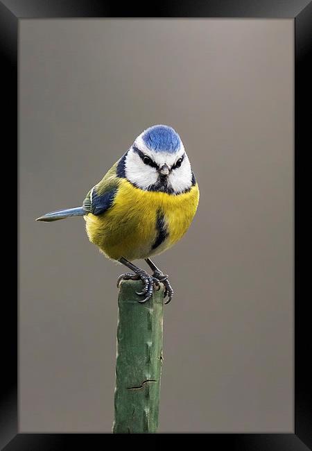  Blue tit atop a green pole Framed Print by Ian Duffield