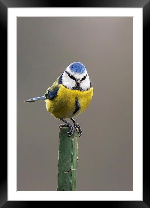  Blue tit atop a green pole Framed Mounted Print by Ian Duffield