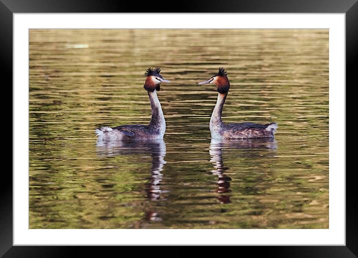  Great Crested Grebes courting Framed Mounted Print by Ian Duffield