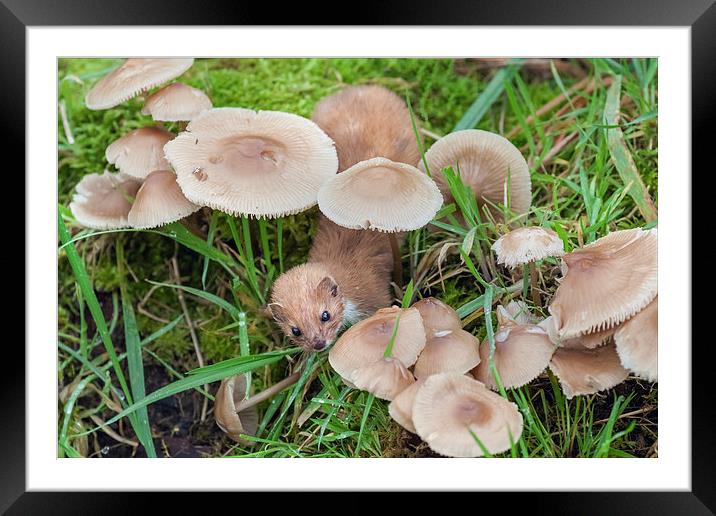  Weasel hunting amongst the toadstools Framed Mounted Print by Ian Duffield