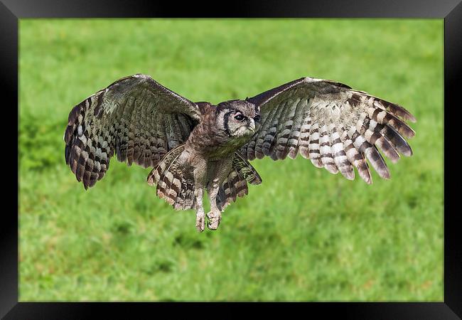  Verreaux's Eagle Owl in flight Framed Print by Ian Duffield