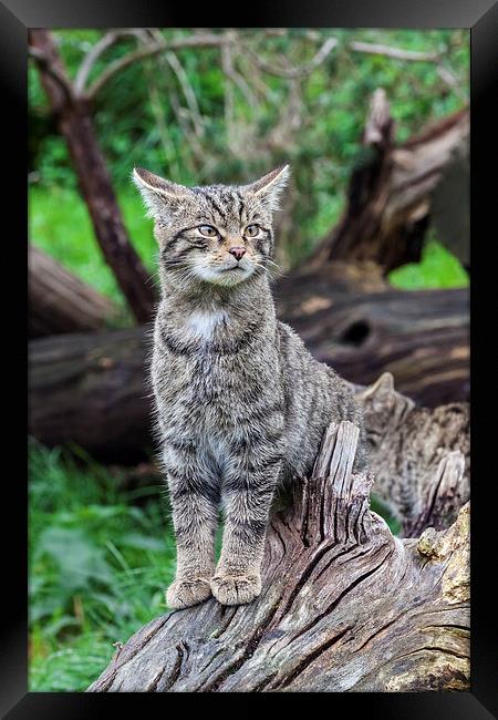 Scottish wildcat kitten on alert  Framed Print by Ian Duffield