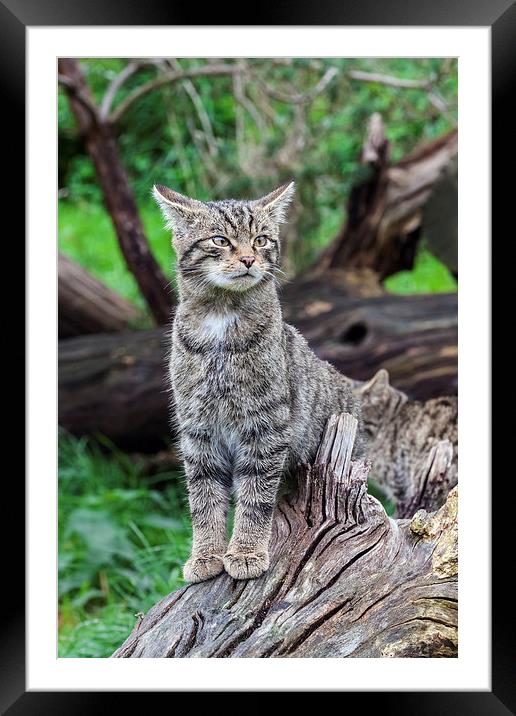 Scottish wildcat kitten on alert  Framed Mounted Print by Ian Duffield