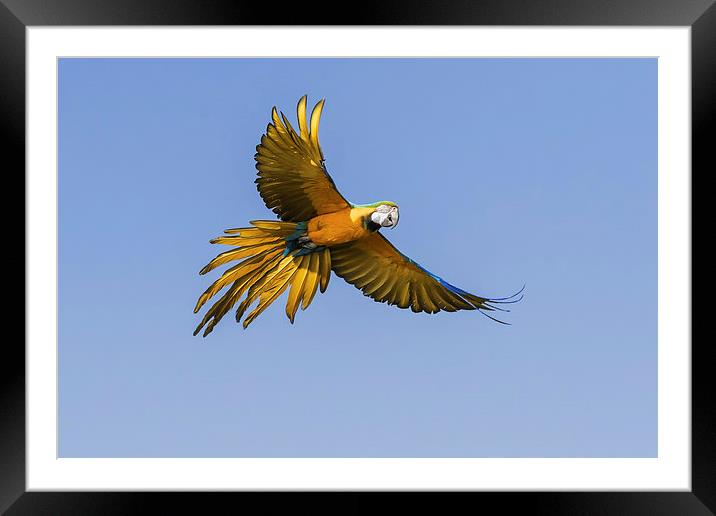 Blue and yellow macaw in flight  Framed Mounted Print by Ian Duffield
