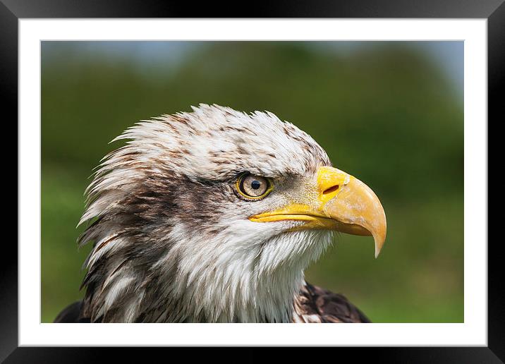  Bald Eagle close-up Framed Mounted Print by Ian Duffield