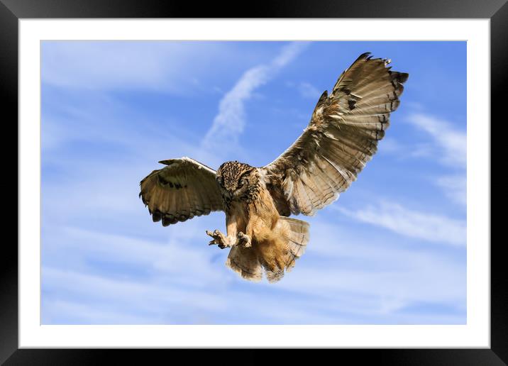 Bengal Eagle Owl about to pounce Framed Mounted Print by Ian Duffield