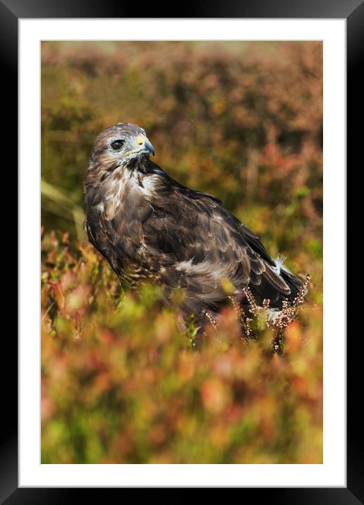 Buzzard in amongst golden autumnal vegetation Framed Mounted Print by Ian Duffield