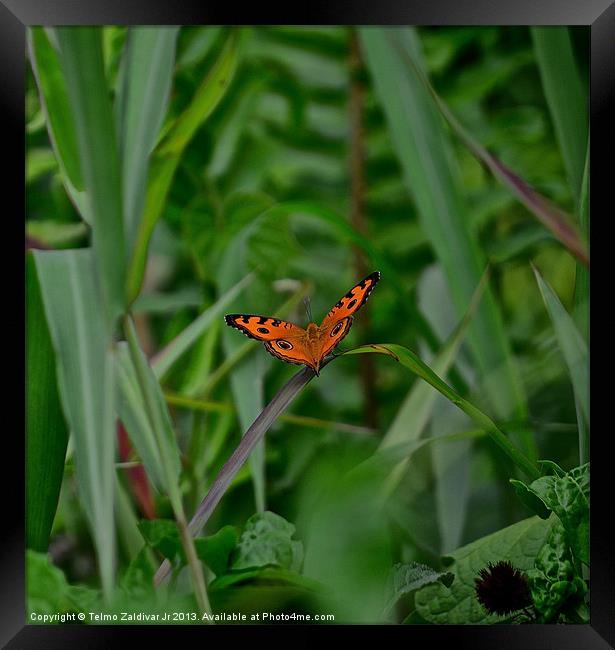 Orange Butterfly.... Framed Print by Telmo Zaldivar Jr