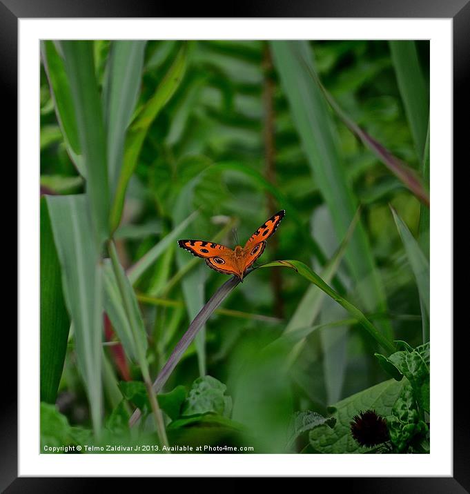 Orange Butterfly.... Framed Mounted Print by Telmo Zaldivar Jr