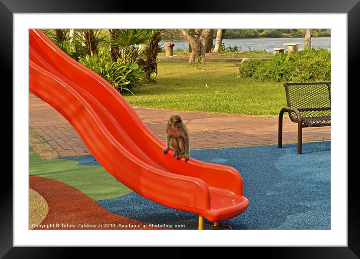 Monkey Framed Mounted Print by Telmo Zaldivar Jr