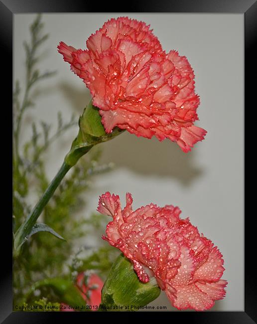 Carnation Framed Print by Telmo Zaldivar Jr