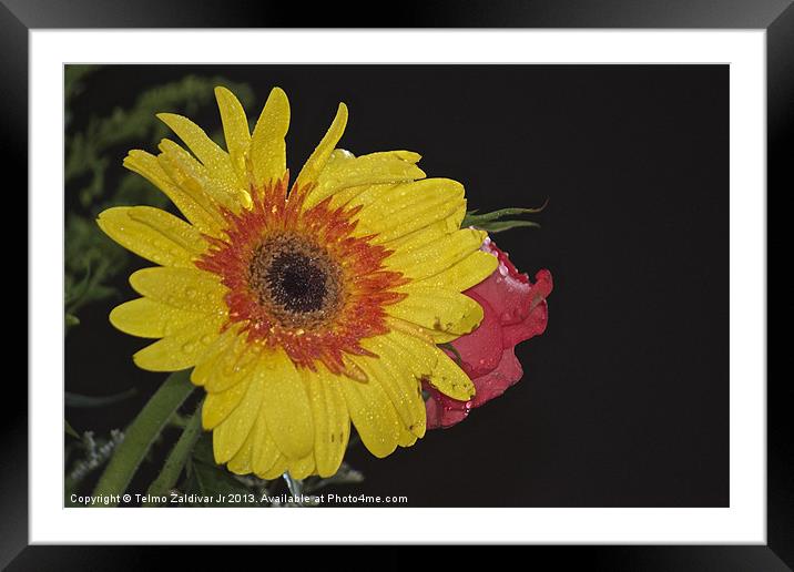 Yellow Chrysanthemum Framed Mounted Print by Telmo Zaldivar Jr