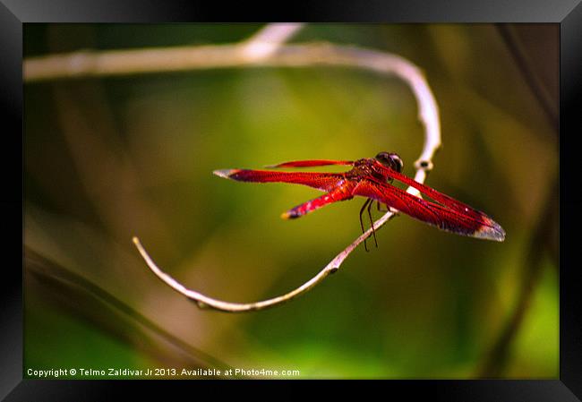 Red Dragonfly Framed Print by Telmo Zaldivar Jr