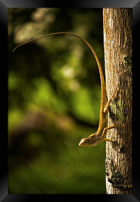 Lizard ready to jump... Framed Print by Telmo Zaldivar Jr