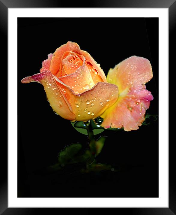 Flower of love Framed Mounted Print by Regis Yaworski