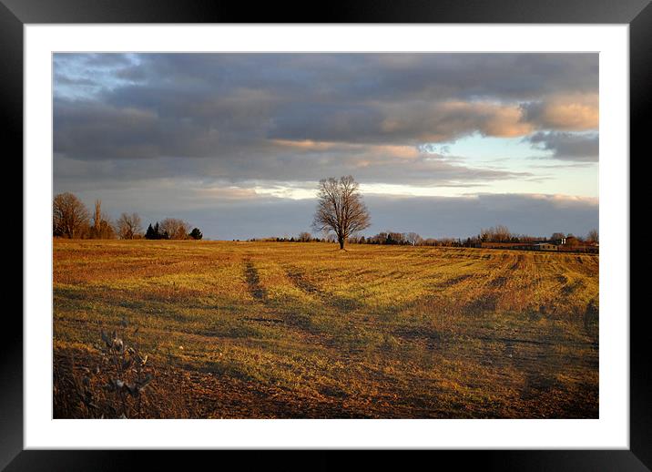 Field sentinel Framed Mounted Print by Regis Yaworski