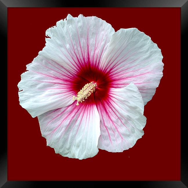 Showy hibiscus Framed Print by Regis Yaworski