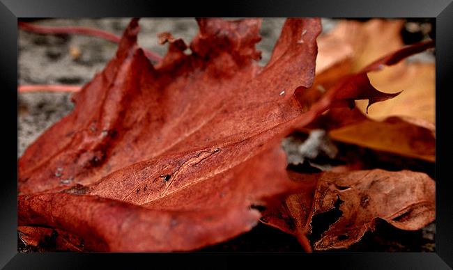 autumn leaves Framed Print by Daniel Carr