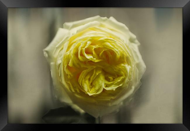 Yellow Rose Framed Print by Igors Krjukovs