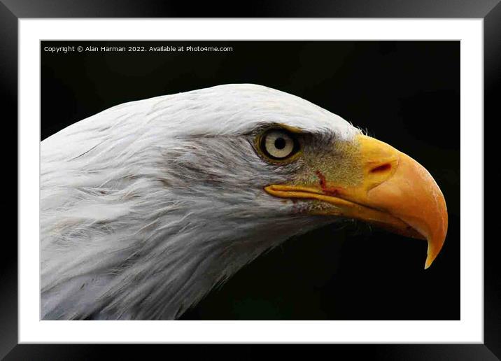 Bald Eagle Framed Mounted Print by Alan Harman