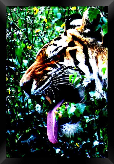 Amur Tiger Framed Print by Alan Harman