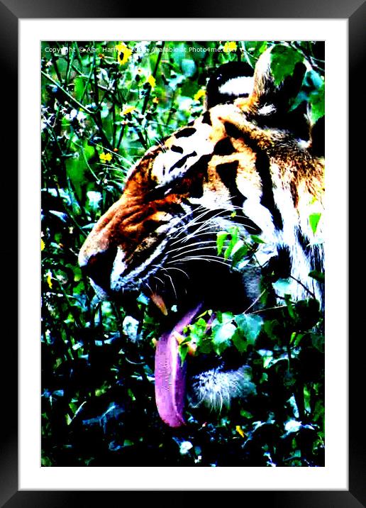 Amur Tiger Framed Mounted Print by Alan Harman