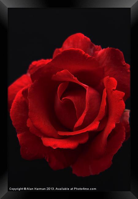 Red Rose Framed Print by Alan Harman