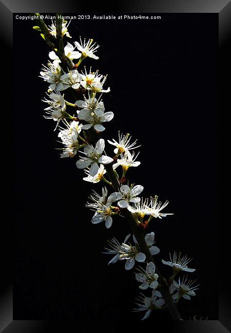 Hawthorn Flowers Framed Print by Alan Harman