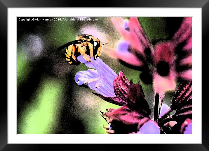 Bee and Flower Framed Mounted Print by Alan Harman
