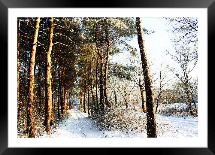 Forest Snow Scene Framed Mounted Print by Alan Harman