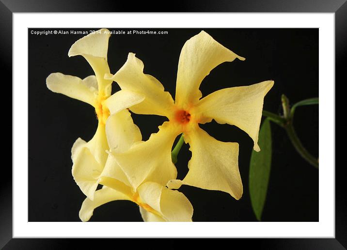 Star Jasmine Flower Framed Mounted Print by Alan Harman