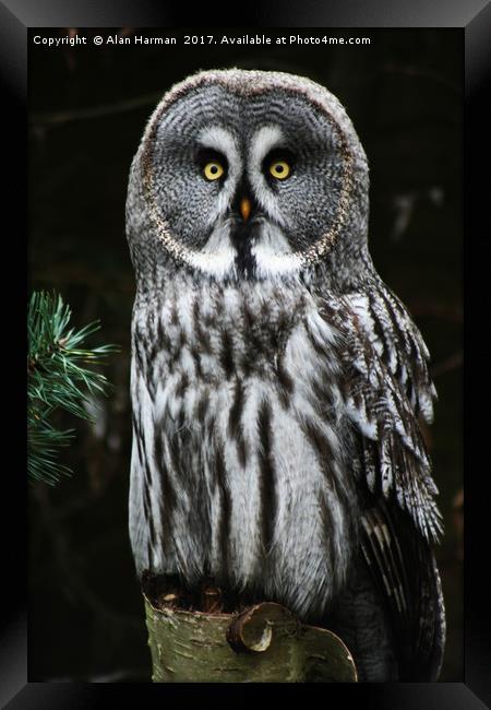 The Great Grey Owl Framed Print by Alan Harman
