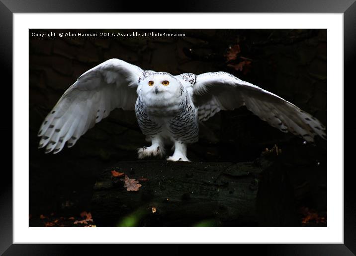 Snowy Owl With Open Wings Framed Mounted Print by Alan Harman