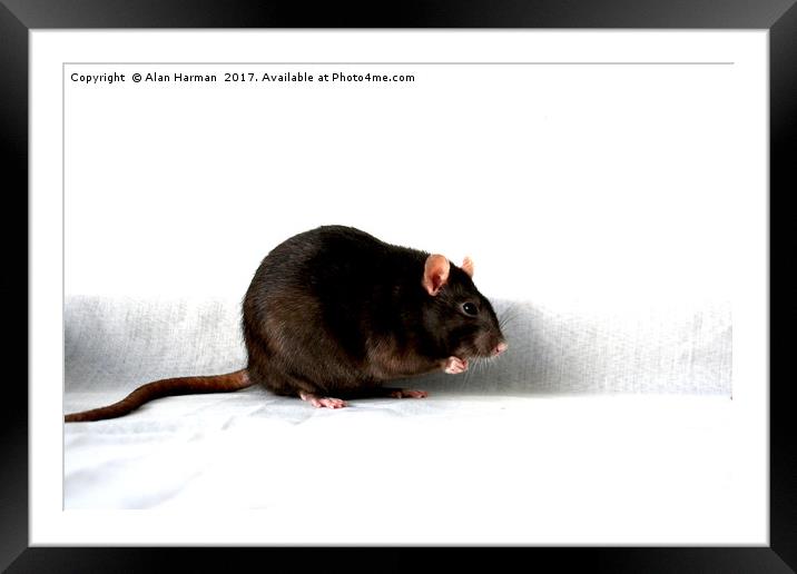 Rat Framed Mounted Print by Alan Harman