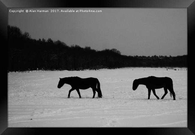 Horses On Snow Framed Print by Alan Harman