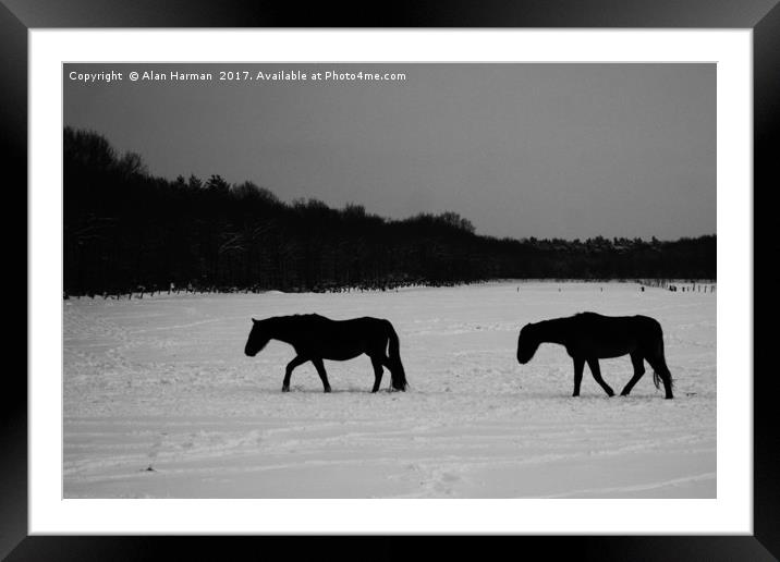 Horses On Snow Framed Mounted Print by Alan Harman