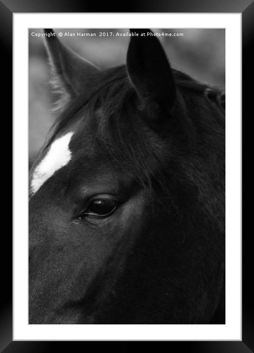 Horse Framed Mounted Print by Alan Harman