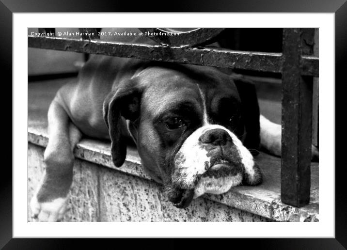 Boxer Dog On Windowsill Framed Mounted Print by Alan Harman