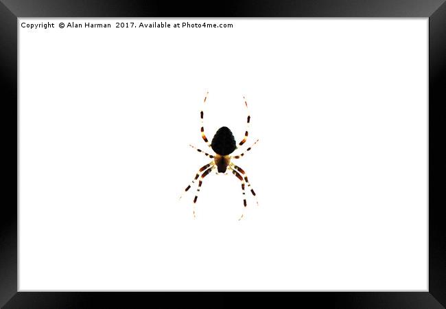 Spider Framed Print by Alan Harman