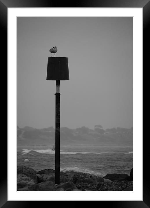Seagull in Winter Framed Mounted Print by angela Mackenzie-Brown